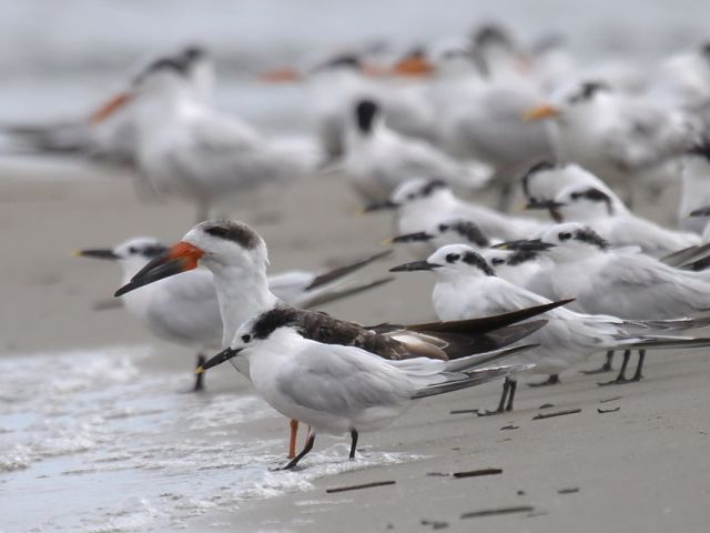 Black Skimmer